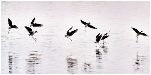 Seagull flying over water