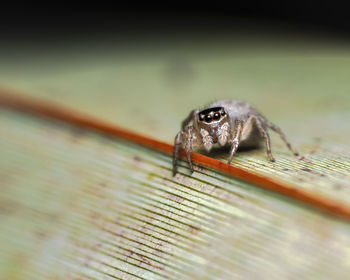 Close-up of insect on wood