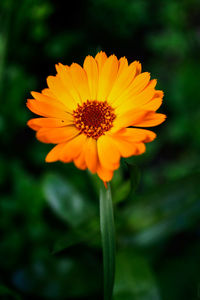 Close-up of yellow flower blooming outdoors