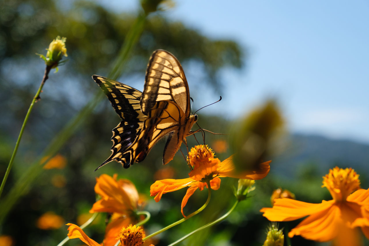 BUTTERFLY POLLINATING ON FLOWER