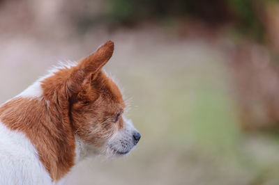 Close-up of dog looking away