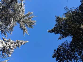 Low angle view of tree against blue sky