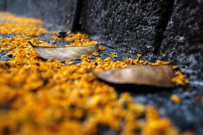 Close-up of fallen leaves