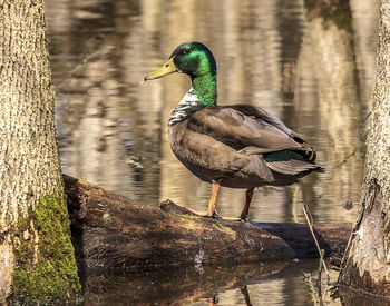 Bird in a lake