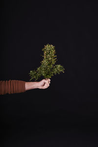 A man's hand holding a cut cannabis plant on black background