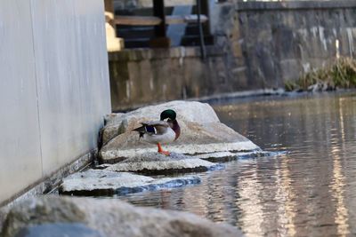 Duck on a stone