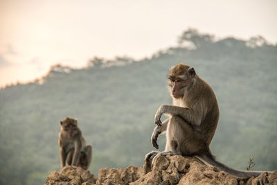 Monkey sitting on rock against sky