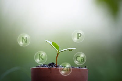 Close-up of potted plant