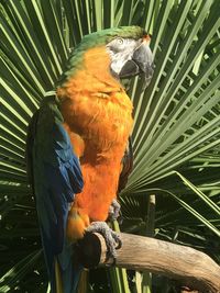 Close-up of parrot perching on tree