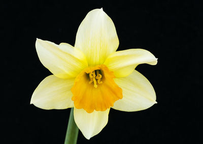 Close-up of yellow flower against black background