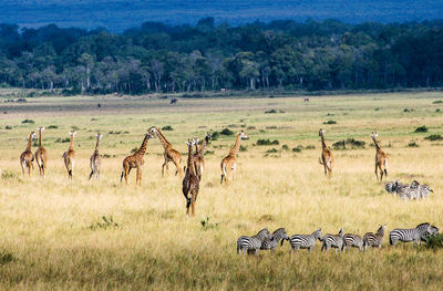 Giraffes and zebras standing on grassy field