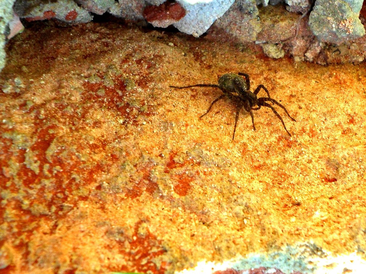 one animal, animal themes, animals in the wild, spider, no people, sea life, animal wildlife, undersea, nature, underwater, day, close-up, outdoors