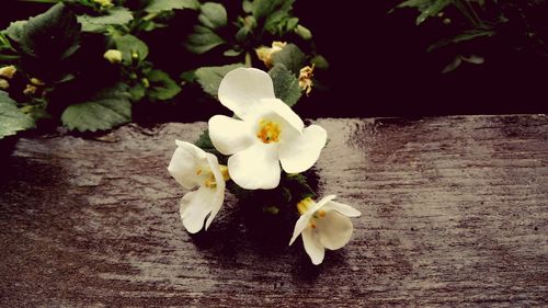 Close-up of white flowers blooming outdoors