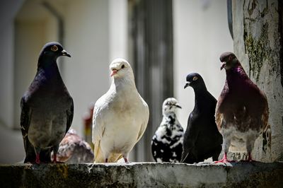 Flock of birds perching