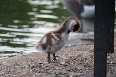 View of a bird