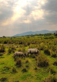 Scenic view of grassy field against cloudy sky