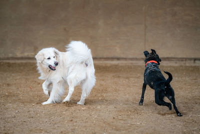 Dogs walking on sand in ring hall