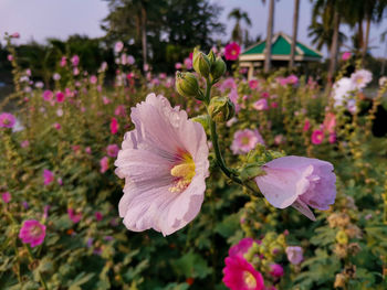 Close-up of pink flowering plant