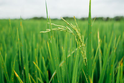 Close-up of crops growing on field