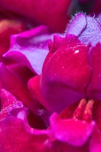 Close-up of pink flowers