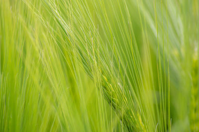 Close-up of crops growing outdoors