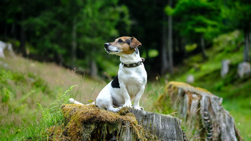 Close-up of dog outdoors