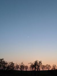 Silhouette trees against clear sky during sunset