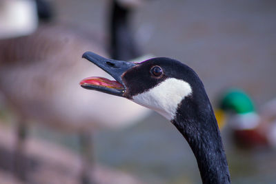 Close-up of canada goose 