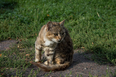 Portrait of a cat sitting on grass