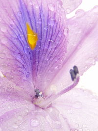 Close-up of wet pink flower