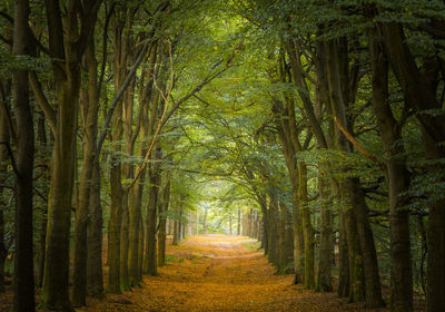 Trees in forest