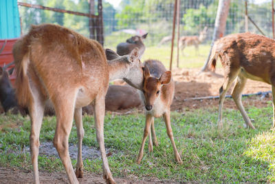 Deer on farm