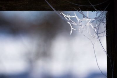 Close-up of spider web on window