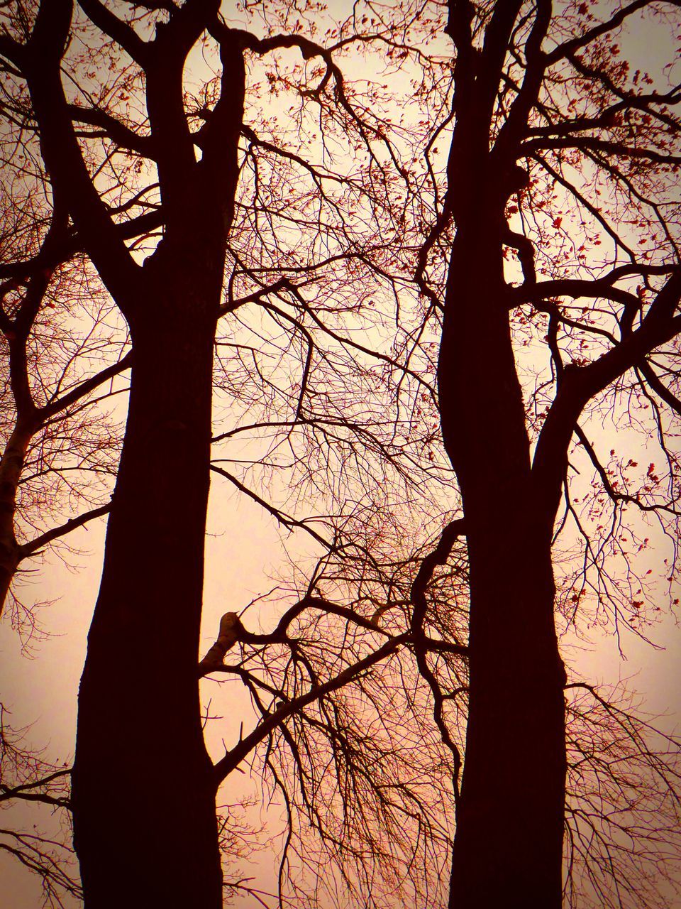 tree, low angle view, nature, branch, beauty in nature, growth, silhouette, no people, backgrounds, sunset, sky, outdoors, day