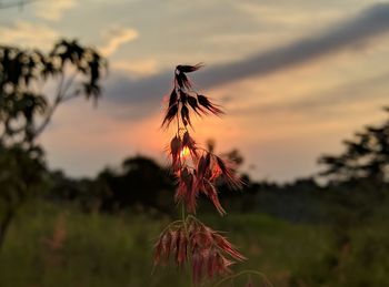 Close-up of wilted plant on field against sky during sunset