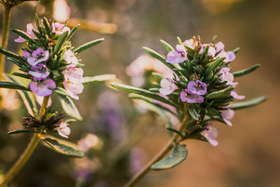 Close-up of pink flowering plant