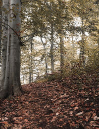 Trees in forest during autumn