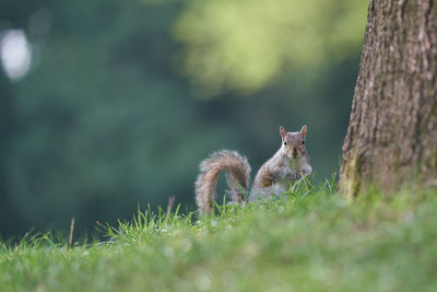 Squirrel on tree trunk