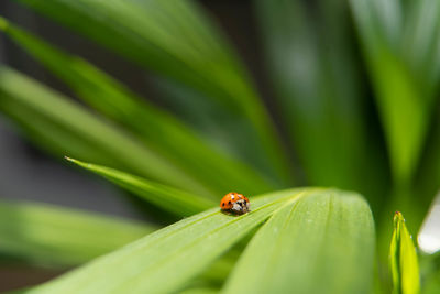 Close-up of ladybug on leaf
