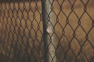 Snail on pole seen through chainlink fence