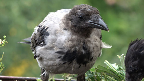 Close-up of a bird