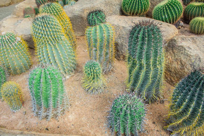 High angle view of cactus plants growing on field