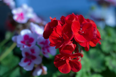 Close-up of red flowering plant in park