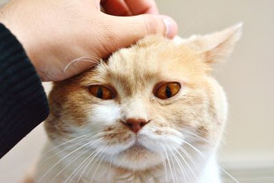 Close-up of hand with cat