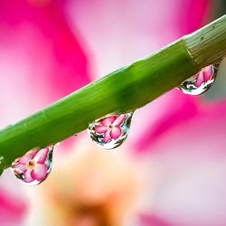 Close-up of pink flower