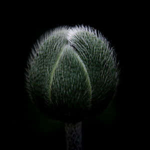 Close-up of bud against black background