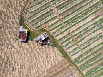 High angle view of agricultural field