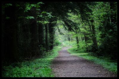 Narrow pathway along trees in forest