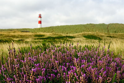 Scenic view of flowering plants on field against sky