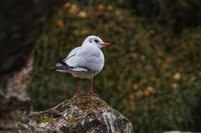 Seagull perching on rock